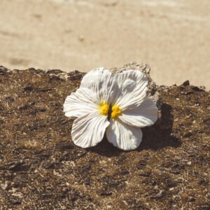 Brinco Pétala - Branco